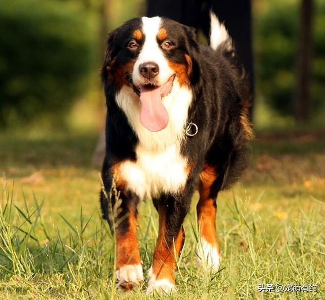 伯恩山犬怎么训练，养伯恩山犬的注意事项（具有独特的风格、不凡的智慧）