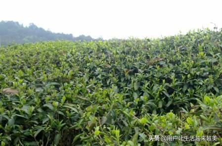 武夷山金骏眉，武夷山金骏眉属于什么茶（今天我们来了解武夷山茶中珍品金骏眉）