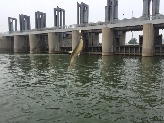 路亚能钓什么鱼，路亚竿能钓什么鱼（国内路亚的八种主要目标鱼及其分布）