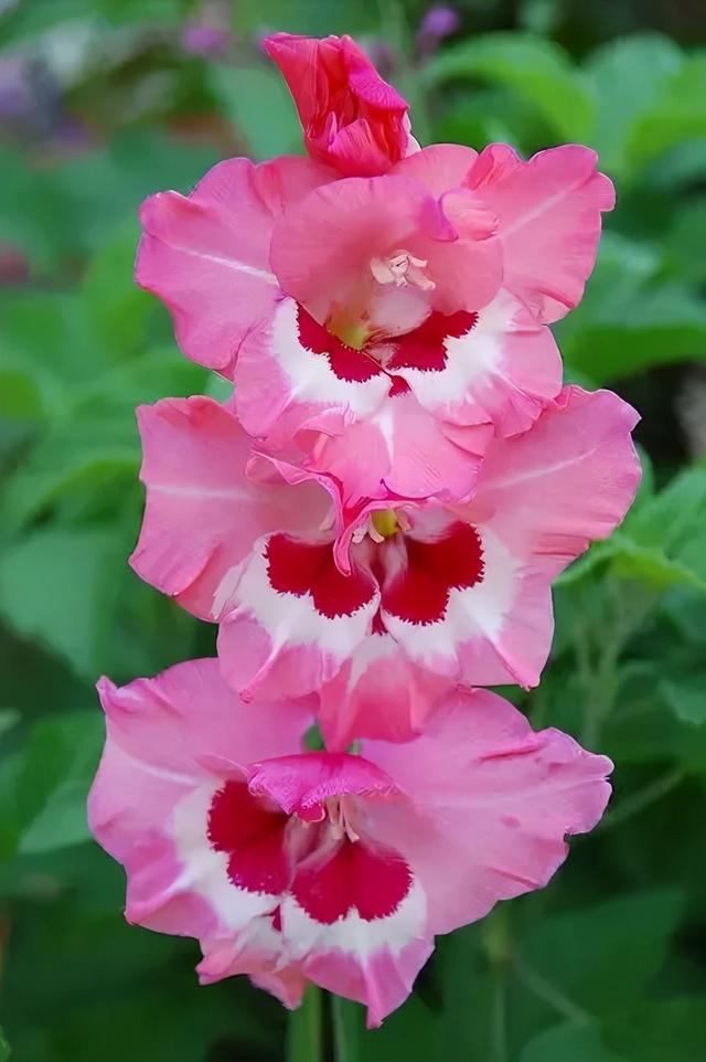 世界上有多少种花，世界上有多少种花?分别是什么（100幅美丽的花儿，赏心悦目）