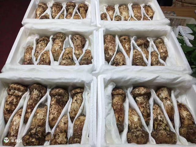 松茸怎么保存，松茸怎么保存冰箱（家有松茸，怎么保存）