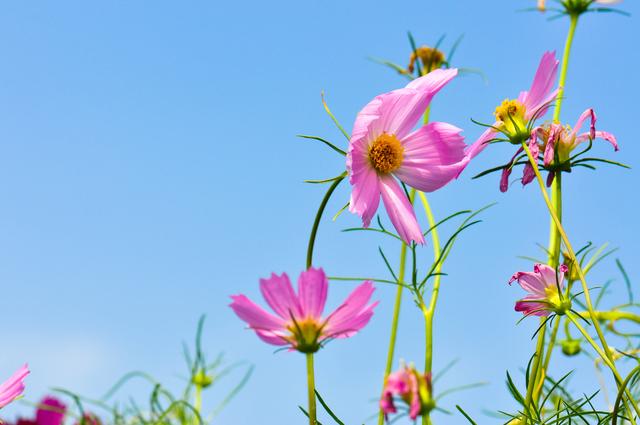 余生是什么意思，听闻余生是什么意思（有一种夫妻，叫余生）