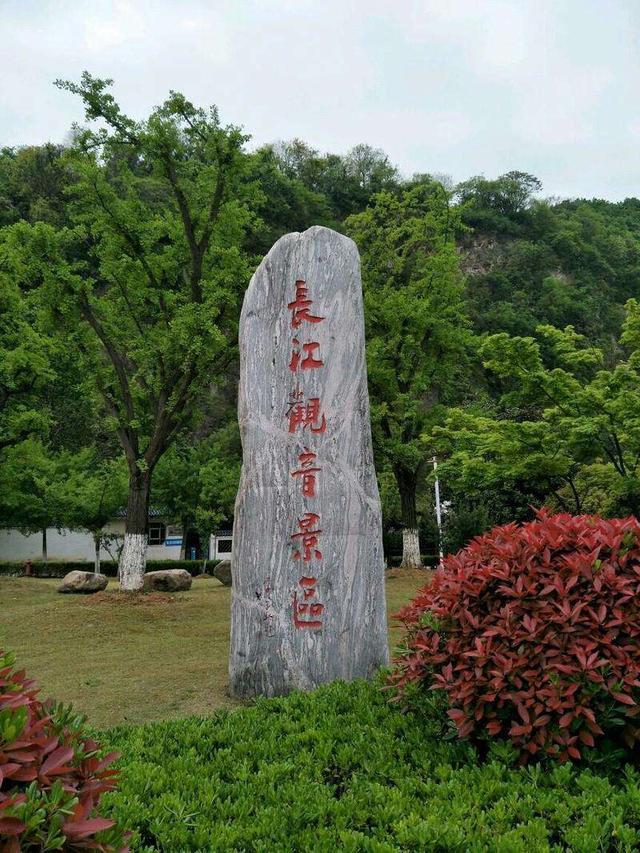 绿牡丹花语，豆绿牡丹花语（一叶一菩提——奇花异草葛巾紫）