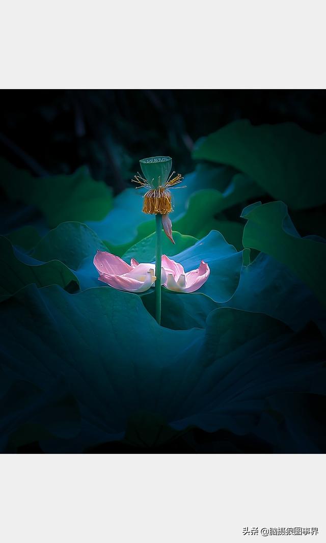 荷花图片，荷花图片大全真实照片（分享18张实拍荷花照）