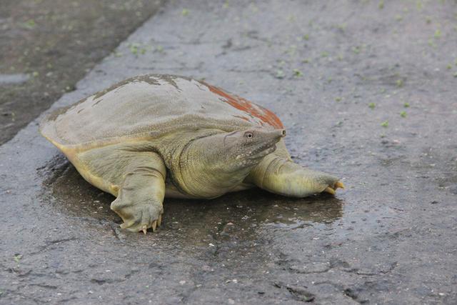 王八怎么养，在家怎么养王八怎么养（根据天气控制投喂量）