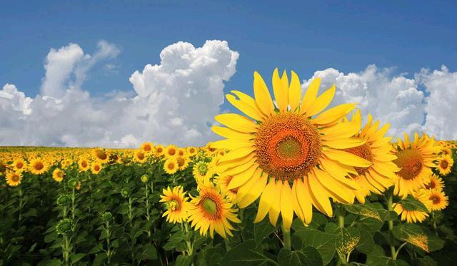 云想衣裳花想容是什么意思，云想衣裳花想容（云想衣裳花想艳）