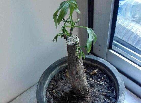 发财树烂根还能活吗，分清这2种情况，它还能救活