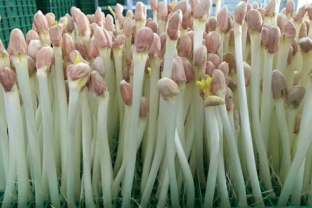 杂粮有哪些品种，粗粮都有什么（中国豆类大全）