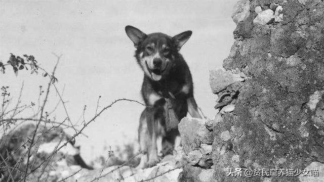 日军与德军哪个更恶毒，日军怕德军吗（为啥战争中常常用狗做间谍）