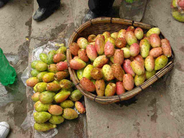 仙人果的功效与禁忌，仙人掌高10米