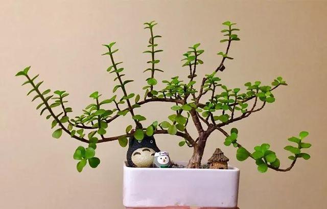 观音莲的花语，观音菩萨与莲花的寓意（守护你的小幸福）