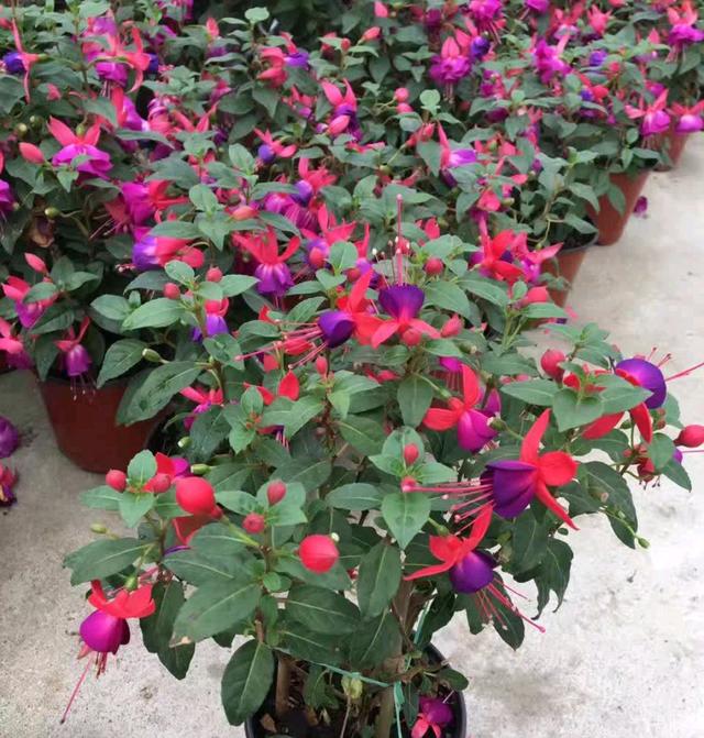 适合家里养的32种花，家里养什么花好（”家居盆花100种）