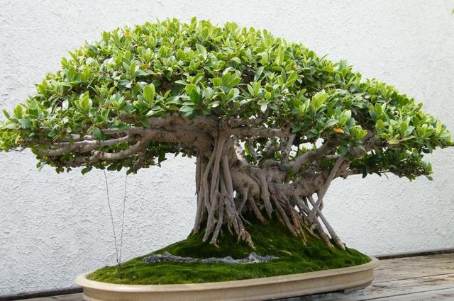 榕树盆景怎样造型，榕树盆景怎样造型图解（做好这些养护细节）