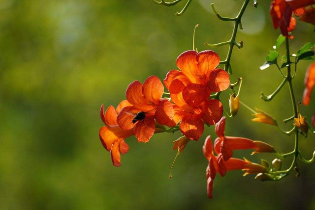 凌霄花的寓意象征，凌霄花花语（它的花语你知道多少）