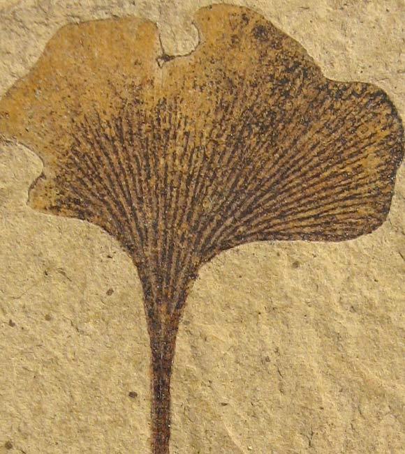 银杏树的资料，银杏树的介绍和特点（看得见摸得着的“活化石”——银杏）