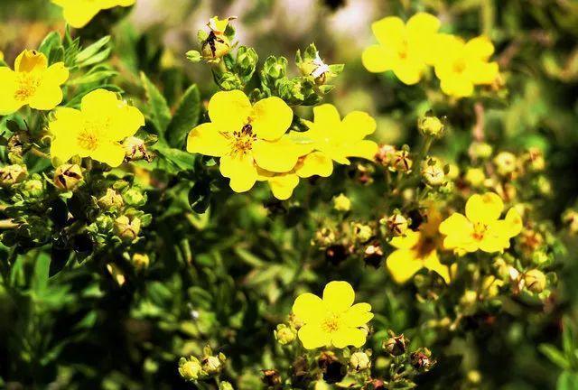 7种象征吉祥好运的花，7种象征吉祥好运的花树（这7种花命里带金）