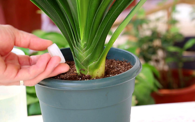 各种植物浇水的正确方法，植物该如何正确浇水（浇水兑点“小料”）