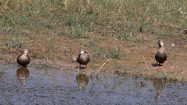 野鸭的种类有哪些，野鸭子有哪几种（TA就是野鸭中最靓的仔）