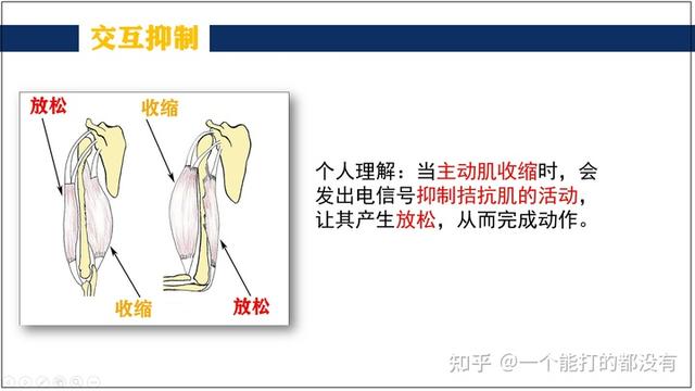 等长收缩和等张收缩，等长收缩和等张收缩区别（<AIS>原理及训练方法）