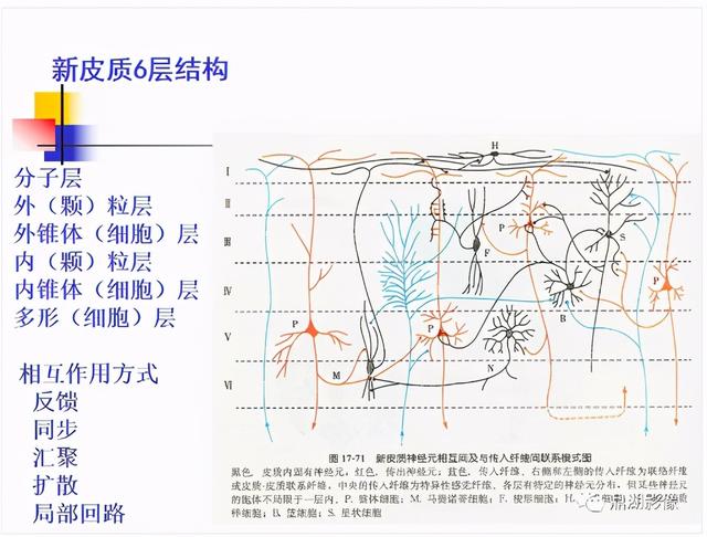 大脑杏仁体解剖图，高清大脑解剖图谱