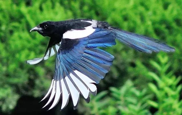 中国的国鸟是什么鸟,中国的国鸟是什么动物(绝大多数的人都不知道) 中国的国鸟是什么鸟,中国的国鸟是什么动物(绝大多数的人都不知道)