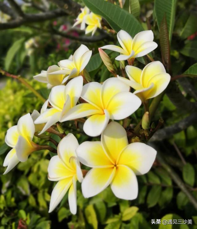 三沙市花是什么花，三沙市有多美（一草一木已嫣然——三沙鸡蛋花）