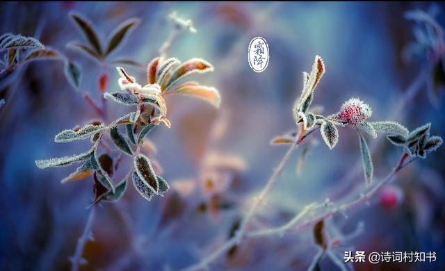 描写霜降的诗词 古诗词十五首，描写霜降的诗词（有关霜降古诗词9首）