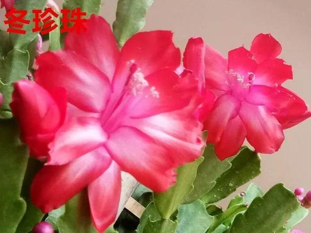 蟹爪兰图片，蟹爪兰你不知道的品种（蟹爪兰支架图片大全）