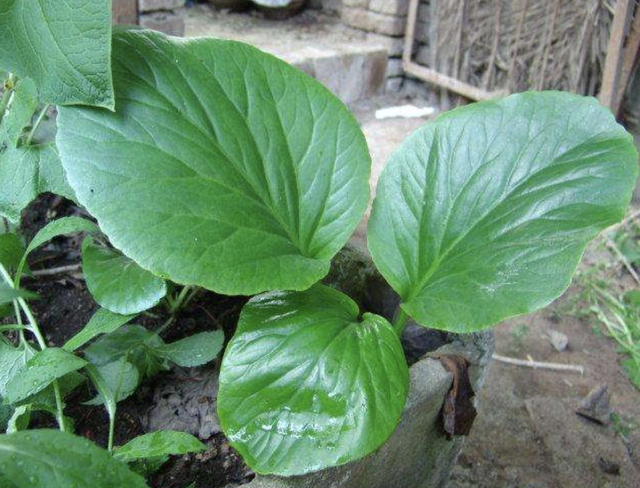 岩白菜（岩白菜苖），价值不输“牛筋草”（岩白菜哪里有卖的）