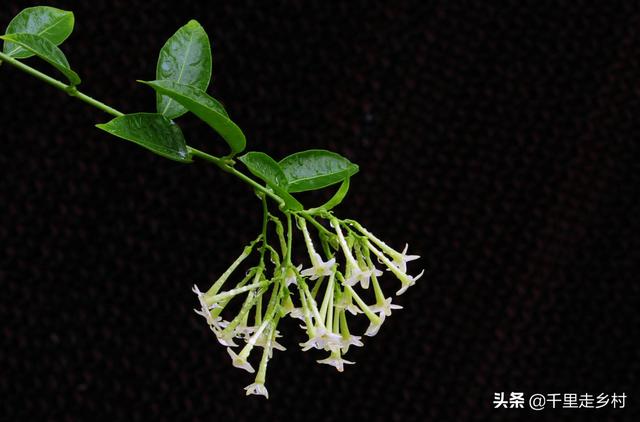 晚香玉,家庭养花技巧——晚香玉(晚香玉有毒吗?对人有害吗)