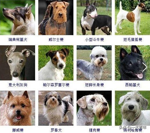 还不知道你家狗狗属于什么体型犬吗？几乎齐全了