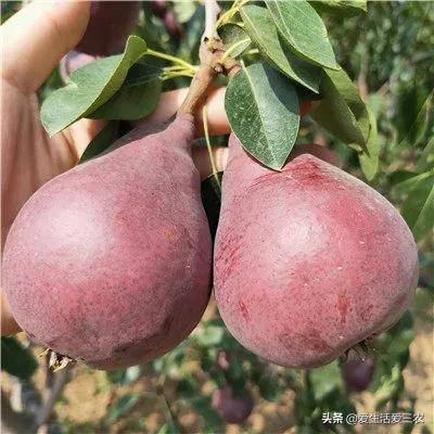 新致富项目种植(种植什么赚钱而简单)