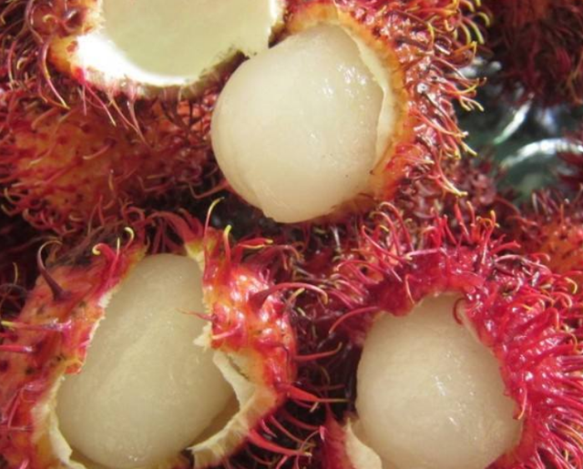 南方的水果有哪些,南方的水果(南方水果名称图片大全)