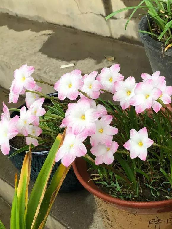 洋葱长芽了会开花吗，洋葱长芽了会开花吗有毒吗（阳台种点“大葱”）