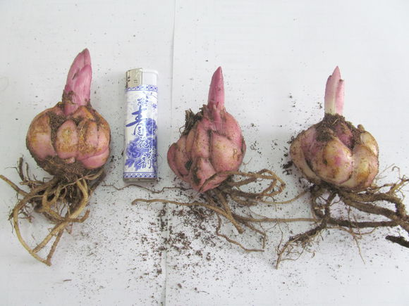 百合种球怎么种植，百合花种球的种植方法（百合花的最佳种植时间到了）