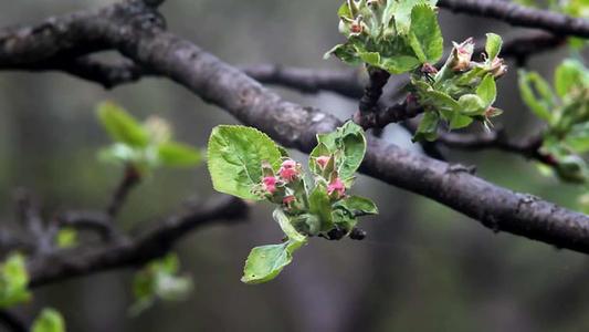 怎么介绍苹果树，矮化、乔化有何区别和缺点