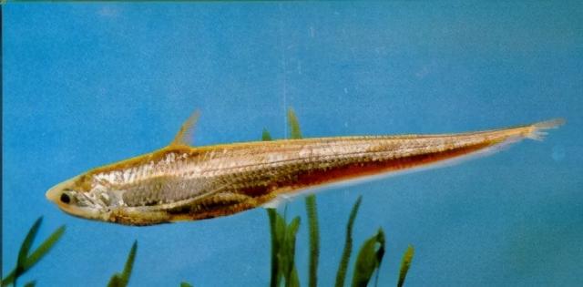 淡水观赏鱼种类，淡水观赏鱼的种类大全！（中国淡水观赏鱼图集<一>）