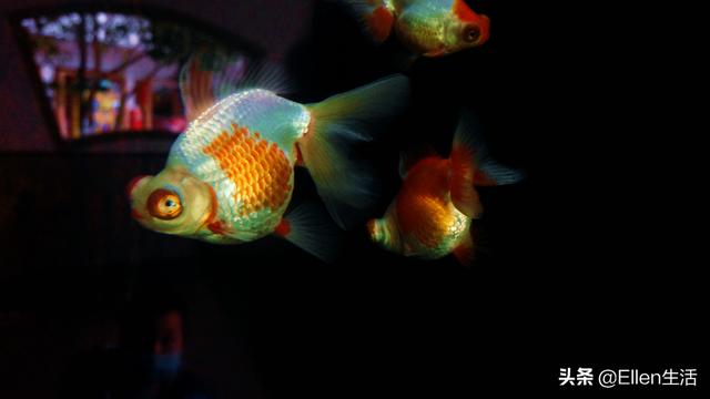 金鱼的图片大全，金鱼图片微信头像（其实他还有着美好的寓意）