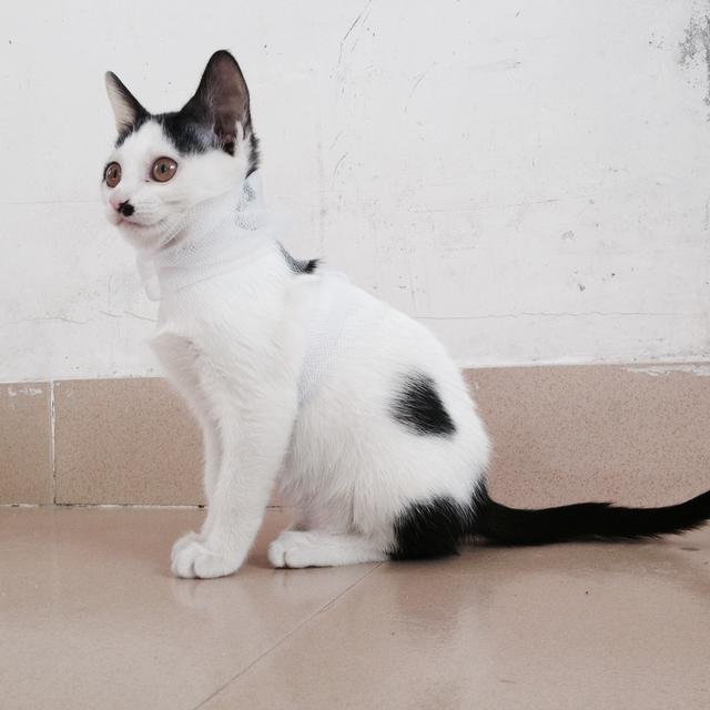 猫的记忆有多久，猫咪对主人的记忆可以持续多久（猫咪会不认识自己吗）