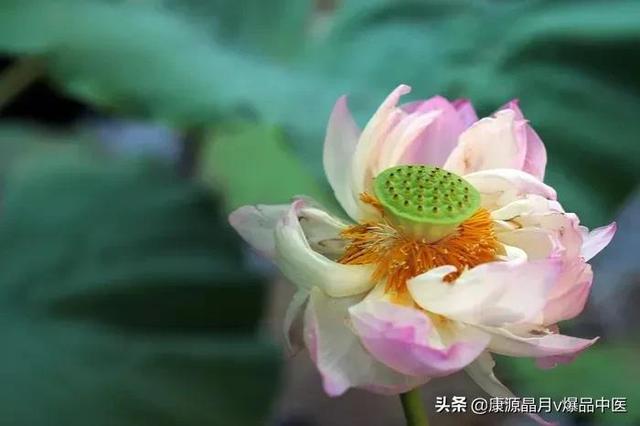 刮痧是伤气还是补气，拔罐是伤气还是补气（中暑的中医急救）