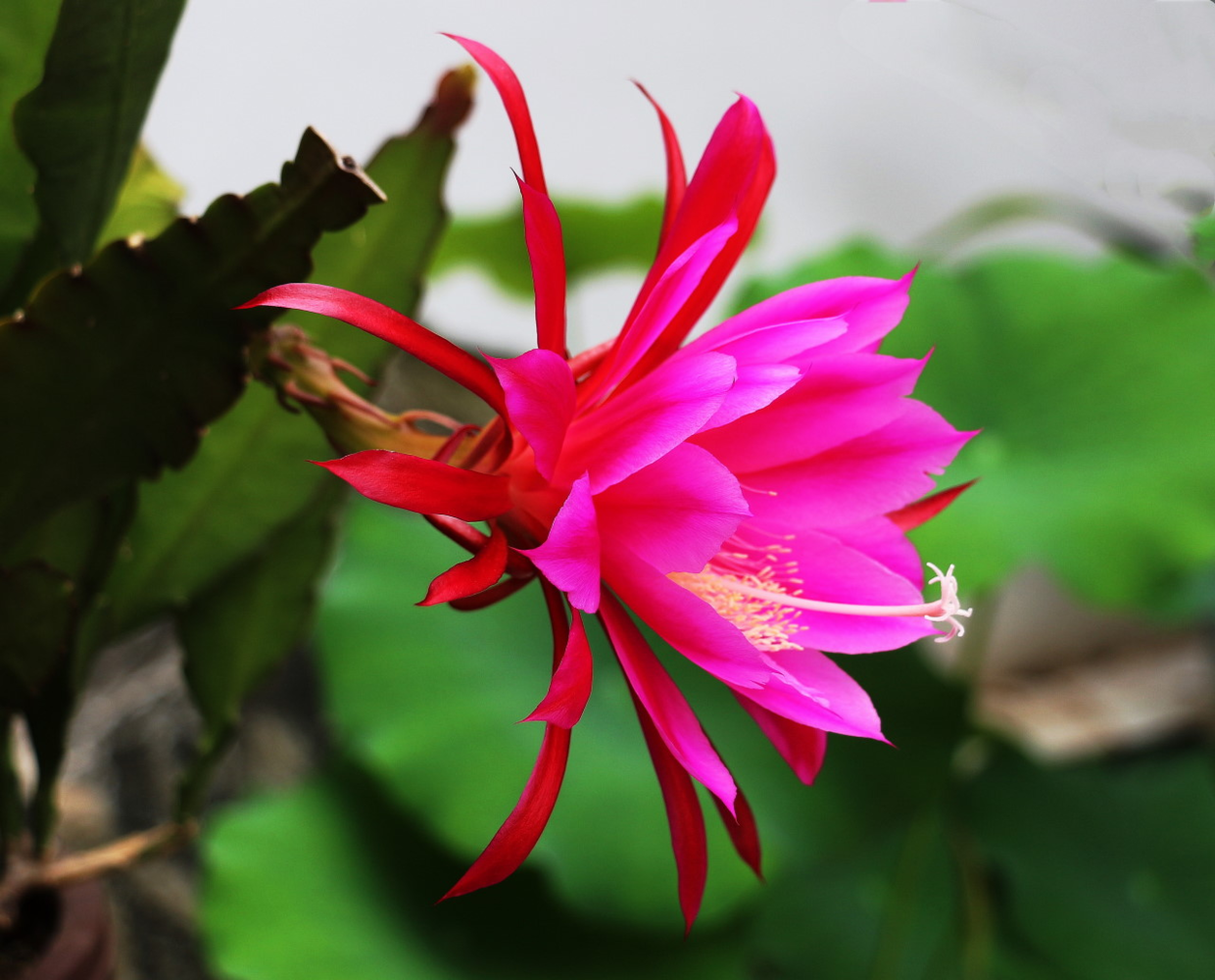 令箭荷花的养殖方法和注意事项，令箭荷花的养殖方法（开出一片“荷花海”）