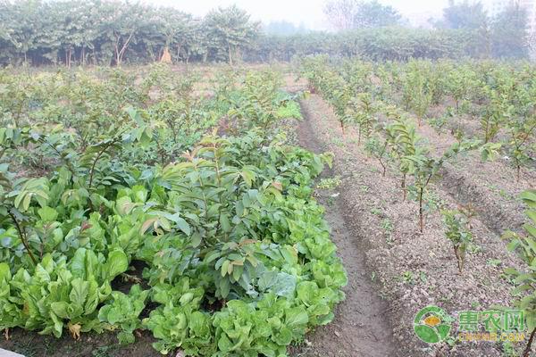 平顶山白菜网，平顶山蔬菜市场菜价（2019年白菜主产地最新价格行情）