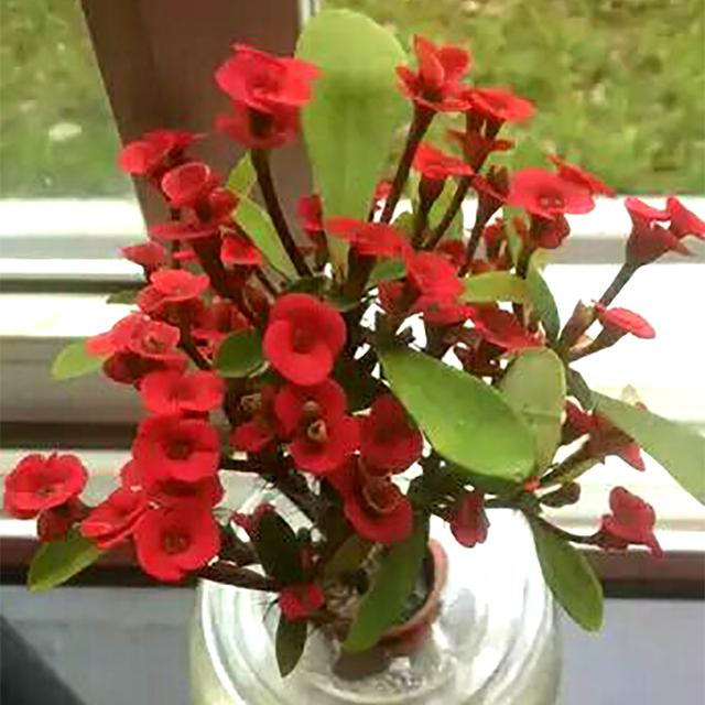 虎刺梅，虎刺梅“有毒”很多人还是养家里（虎刺梅黄叶是怎么回事）