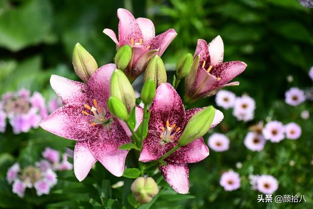 百合几月份开花，百合花什么时候开花（盛开在初夏的橙色花园）