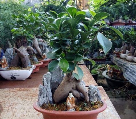 人参出现花叶怎么办，人参出现花叶怎么办呢（原因只是3个不起眼的“小细节”）