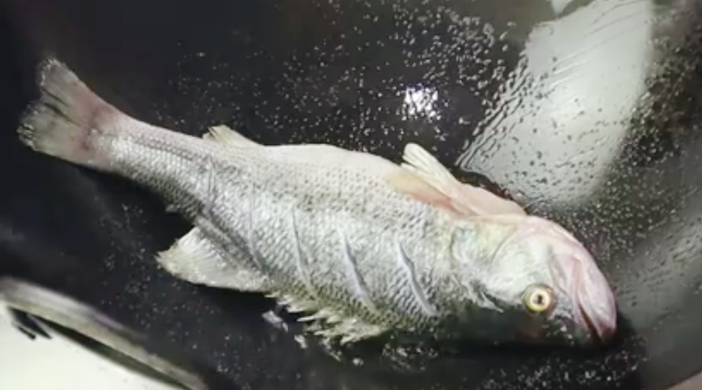 圖片[4]-【紅燒鱸魚】做法步驟圖 千萬別直接下鍋 教你這一招-起舞食譜網