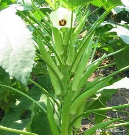 种植什么赚钱(投资1000元养殖)