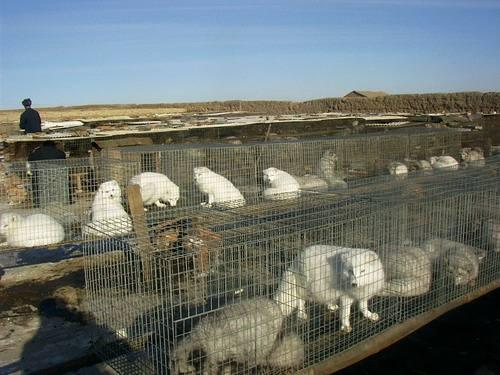 2,狐狸养殖:顺应狐狸生长习性,科学选址和狐舍规范化修建很重要