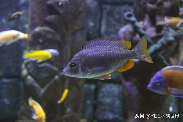 鱼拉白便一定是肠炎吗，鱼便白色就是肠炎吗（还好早学会了应对办法）