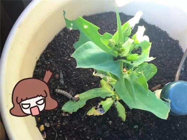 家里有鼻涕虫怎么消灭，鼻涕虫怎么彻底消灭（自制天然杀虫水）